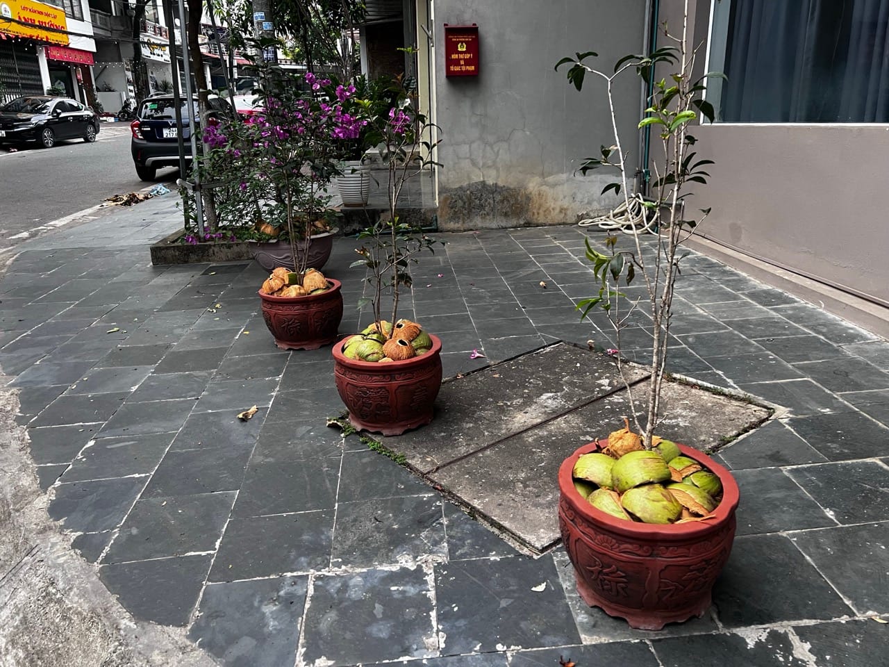 ceramic flower pots with coconut shells and plants arranged on a sidewalk outside a house in Lao Cai