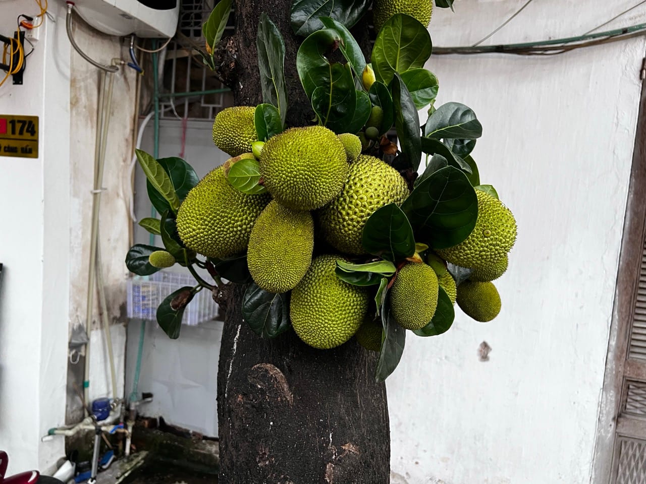 jackfruit tree with large fruits growing in a residential courtyard in Lao Cai