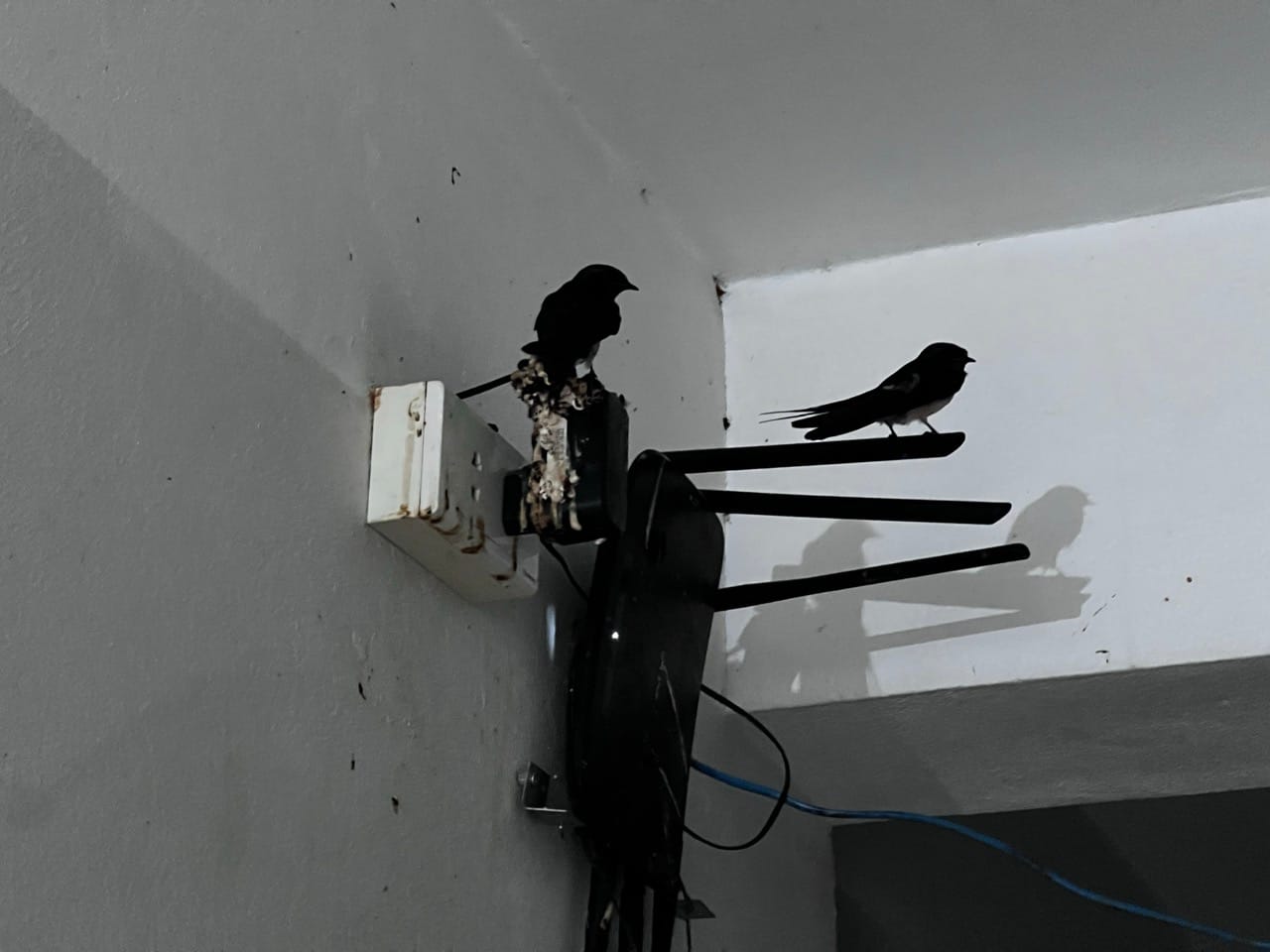 two swallows perched on a router and electrical panel in the corridor of Hoàng Xuân Hotel Lao Cai