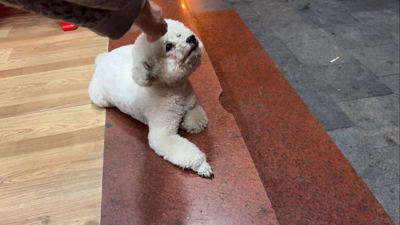 Bichon Frises