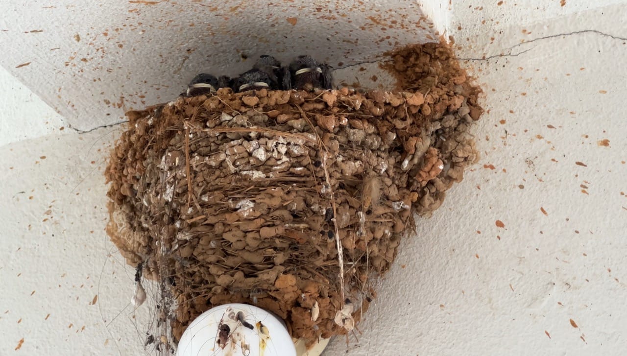 swallow nest with chicks built from mud on the ceiling above a hotel room door in Lao Cai