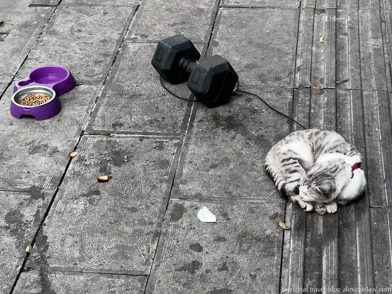 cat tied to post with dumbbell street Hekou China
