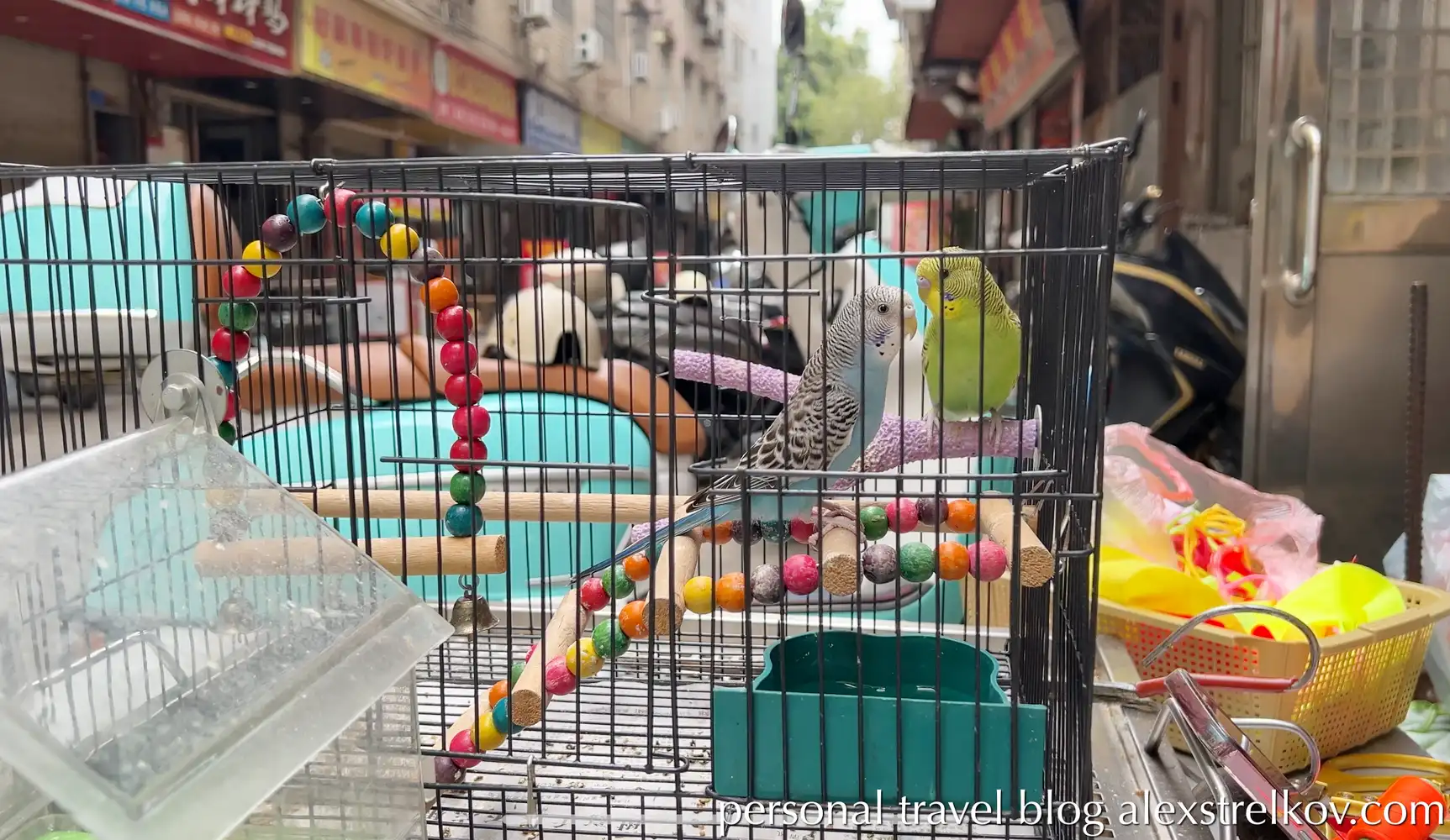 Caged parrots at a street market in Hekou, China.